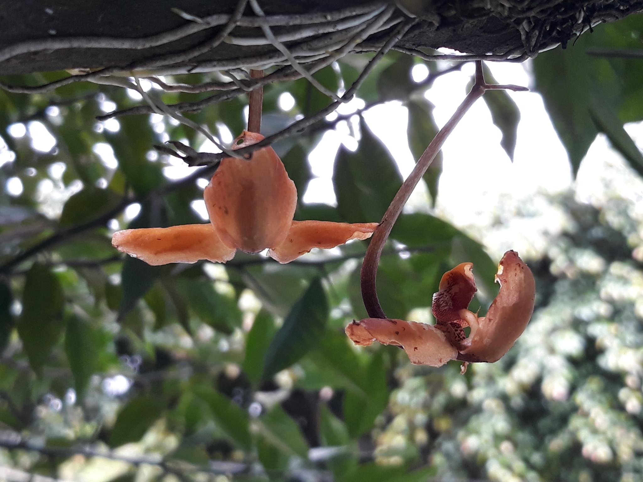 Gongora galeata